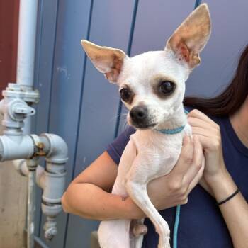 Tiny Tim -  Chihuahua Dog for Adoption in Philadelphia, Pennsylvania - Tiny Tim | PetCurious