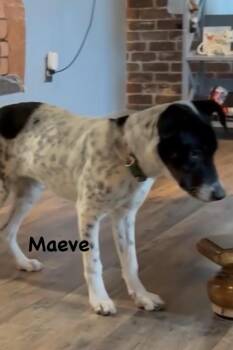 Maeve -  Cattle Dog and Mixed Breed Dog for Adoption in Thornton, Colorado - Maeve | PetCurious
