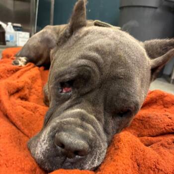 Maura -  Cane Corso Dog for Adoption in Philadelphia, Pennsylvania - Maura | PetCurious