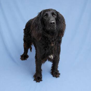 English Setter Dogs Available for Adoption in Baton Rouge, Louisiana - Nathan | PetCurious