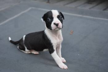 Posy- mama petunia litter -  Pit Bull Terrier Dog for Adoption in Carmel Hamlet, New York - Posy- Mama Petunia Litter | PetCurious