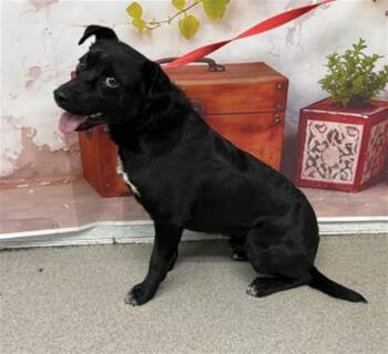 Chihuahua Dogs Available for Adoption in San Bernardino, California - BOBBY | PetCurious