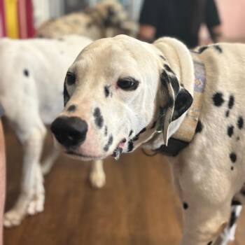 Dalmatian Dogs Available for Adoption in Port Richey, Florida - Trouble | PetCurious