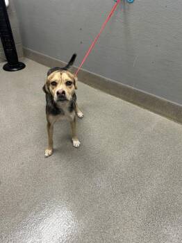 CITY -  German Shepherd Dog and Mixed Breed Dog for Adoption in Las Vegas, Nevada - CITY | PetCurious