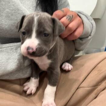Clove -  Mixed Breed Dog for Adoption in Bentonville, Arkansas - Clove | PetCurious