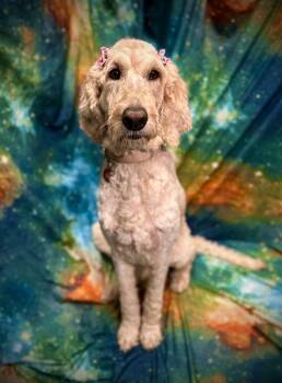 Susie -  Standard Poodle and Labrador Retriever Dog for Adoption in Nashville, Tennessee - Susie | PetCurious
