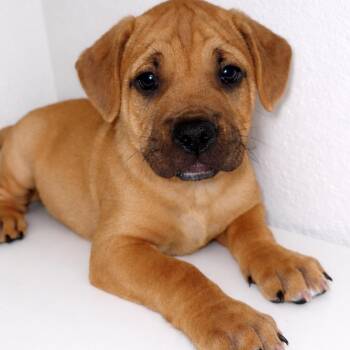 Pit Bull Terrier Dogs Available for Adoption - Benji | PetCurious