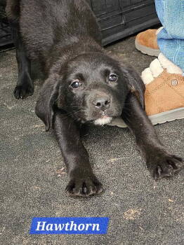 Rescue Great Pyrenees and Labrador Retriever Dogs for Adoption in Farmerville, Louisiana - Hawthorne | PetCurious