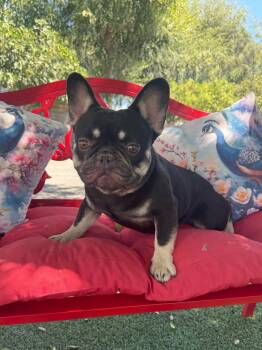 Stevie -  French Bulldog Dog for Adoption in Temecula, California - Stevie | PetCurious