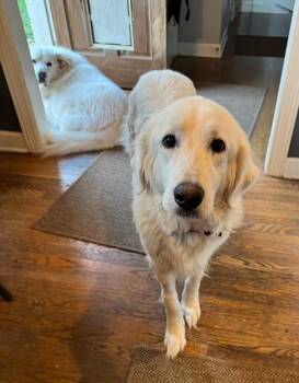 Great Pyrenees Dogs Available for Adoption in Nashville, Tennessee - Janie | PetCurious