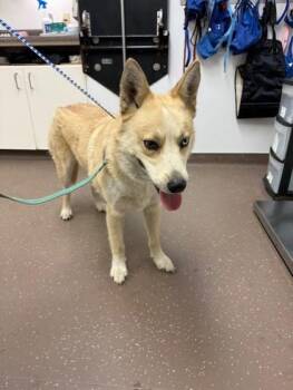 Samson -  Siberian Husky and Shepherd Dog for Adoption in South Bend, Indiana - Samson | PetCurious