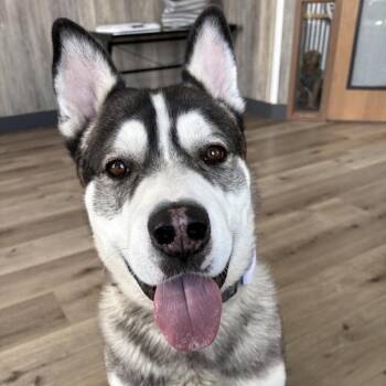 Koda -  Husky and Akita Dog for Adoption in Idaho Falls, Idaho - Koda | PetCurious