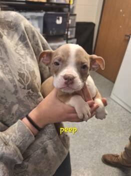 Mixed Breed Dogs Available for Adoption - Peep | PetCurious