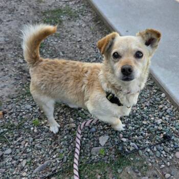 METRO -  Chihuahua Dog for Adoption in Long Beach, California - METRO | PetCurious