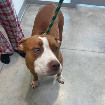 Meimei -  Pit Bull Terrier Dog for Adoption in Des Moines, Iowa - Meimei | PetCurious