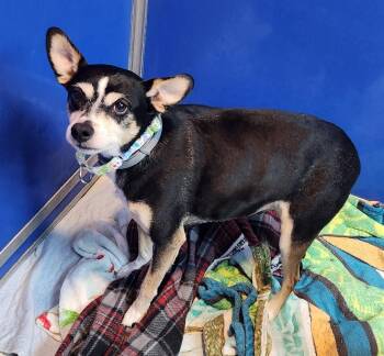 Terrier Dogs Available for Adoption - Sotta | PetCurious