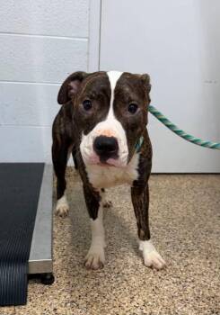 JADE -  Pit Bull Terrier and Labrador Retriever Dog for Adoption in Hastings, Michigan - JADE | PetCurious