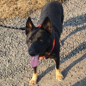 Rescue German Shepherd Dog Dogs for Adoption in Oroville, Washington - Thor | PetCurious