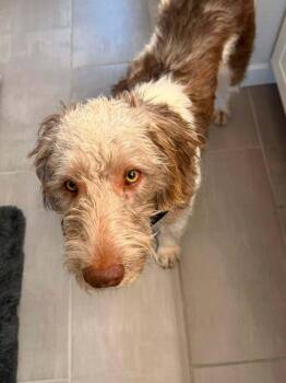Hawk -  Wirehaired Pointing Griffon and Poodle Dog for Adoption in Colorado Springs, Colorado - Hawk | PetCurious