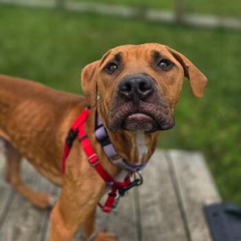 Ralo -  Mixed Breed Dog for Adoption in Fairport, New York - Ralo | PetCurious