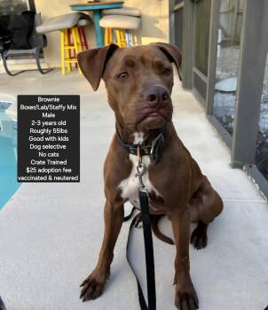 Boxer and Labrador Retriever Dogs Available for Adoption in Oviedo, Florida - *Courtesy Listing* Brownie  | PetCurious