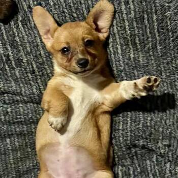Sunny -  Corgi and Dachshund Dog for Adoption in Pelham, New Hampshire - Sunny | PetCurious