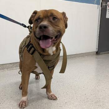 Aladdin -  Mixed Breed Dog for Adoption in Indianapolis, Indiana - Aladdin | PetCurious