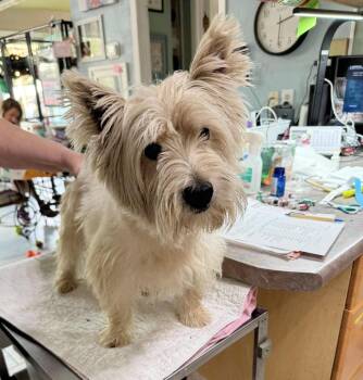 Bottoms Up (NOT YET AVAILABLE) -  West Highland White Terrier Westie Dog for Adoption in Benton, Louisiana - Bottoms Up (NOT YET AVAILABLE) | PetCurious