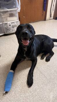Ranger -  Black Labrador Retriever Dog for Adoption in Fort Madison, Iowa - Ranger | PetCurious