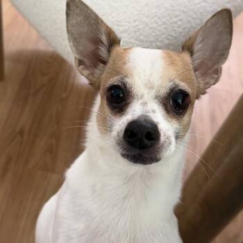 Gizmo -  Chihuahua Dog for Adoption in Boca Raton, Florida - Gizmo | PetCurious