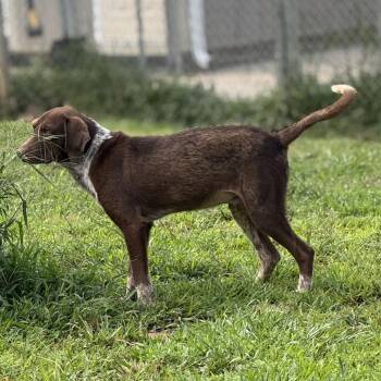 Shepherd -  Setter and Mixed Breed Dog for Adoption in Blairsville, Georgia - Shepherd | PetCurious