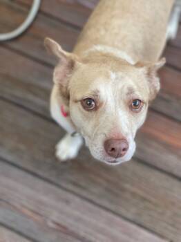 Rescue Corgi and Australian Cattle Dog Blue Heeler Dogs for Adoption in St. Augustine, Florida - Sadie | PetCurious