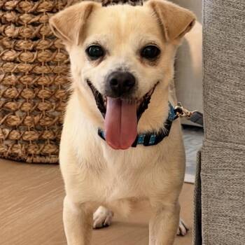 Ace -  Chihuahua and Pug Dog for Adoption in Temecula, California - Ace | PetCurious