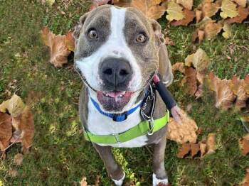 Pit Bull Terrier Dogs Available for Adoption in Alameda, California - SAMANTHA | PetCurious