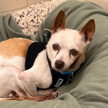 Union 14104 -  Chihuahua Dog for Adoption in San Francisco, California - Union 14104 | PetCurious