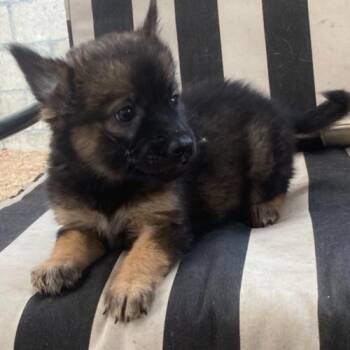 BUBBLES -  Shepherd and Mixed Breed Dog for Adoption in San Juan Capistrano, California - BUBBLES | PetCurious