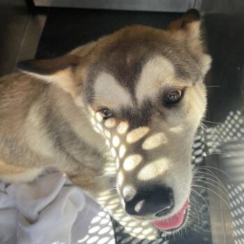 Popsicle -  Siberian Husky Dog for Adoption in Austin, Texas - Popsicle | PetCurious
