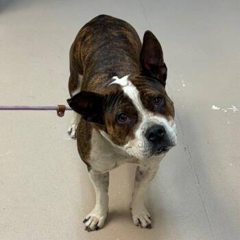 Mixed Breed Dogs Available for Adoption in Vineland, New Jersey - Gwen | PetCurious