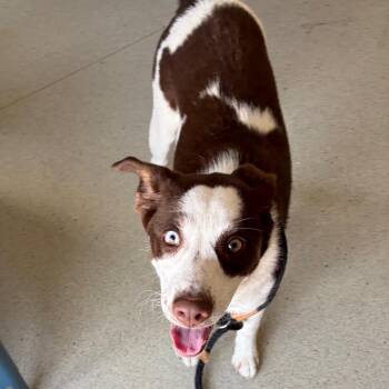 Doodle -  Border Collie and Australian Shepherd Dog for Adoption in Nashville, Tennessee - Doodle | PetCurious