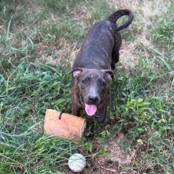 Rescue Plott Hound Dogs for Adoption in Parrish, Alabama - Mystery | PetCurious