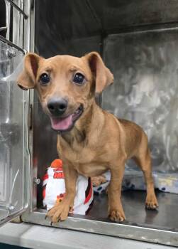 Rescue Mixed Breed Dogs for Adoption in Othello, Washington - Herman | PetCurious