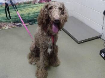 A551479 -  Poodle and Mixed Breed Dog for Adoption in Moreno Valley, California - A551479 | PetCurious