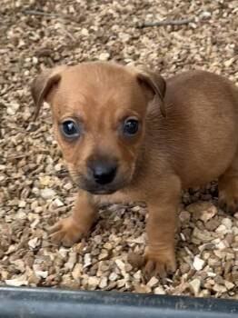 Dachshund and Chihuahua Dogs Available for Adoption - Squawk | PetCurious