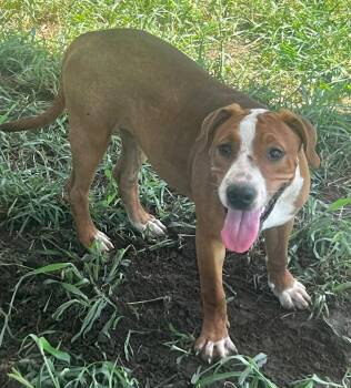 Snickers -  Hound Dog for Adoption in Pryor, Oklahoma - Snickers | PetCurious