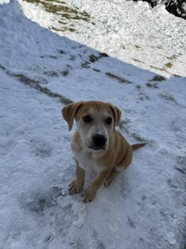 Labrador Retriever Dogs Available for Adoption - Miller  | PetCurious