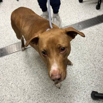 Rottweiler and Labrador Retriever Dogs Available for Adoption in Reno, Nevada - Zombie | PetCurious