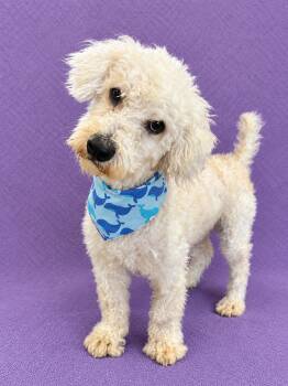 Sully -  Bichon Frise Dog for Adoption in Lodi, California - Sully | PetCurious