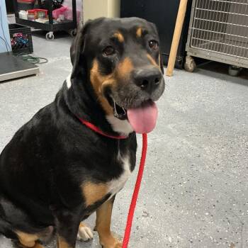 Coco -  German Shepherd Dog and Boxer Dog for Adoption in Saint Joseph, Missouri - Coco | PetCurious