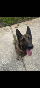 Rescue German Shepherd Dog Dogs for Adoption in Oviedo, Florida - Yoshi | PetCurious