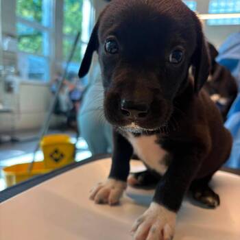 Bluto -  Mixed Breed Dog for Adoption in Huntington, West Virginia - Bluto | PetCurious
